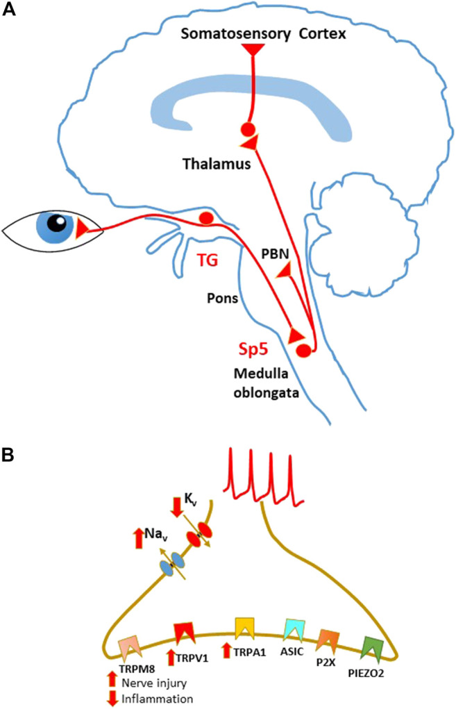 FIGURE 1