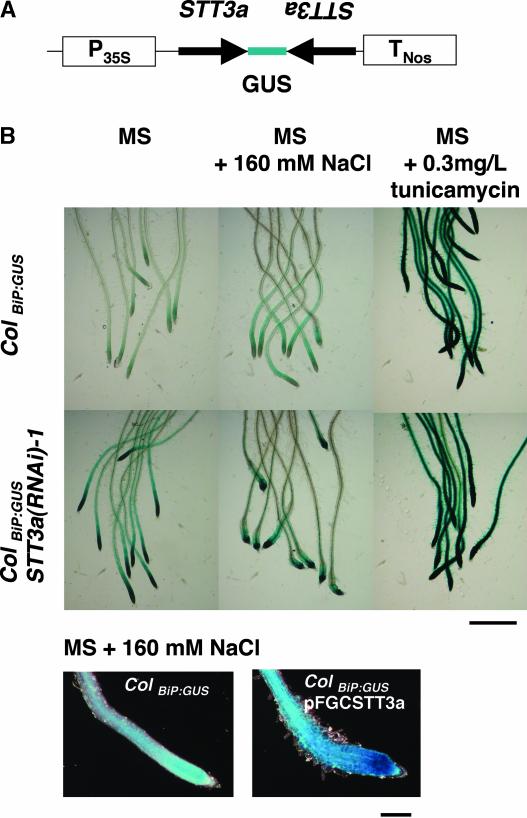 Figure 11.