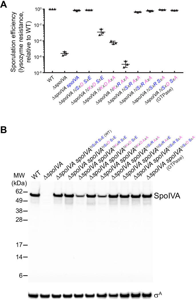 Figure 3—figure supplement 1.