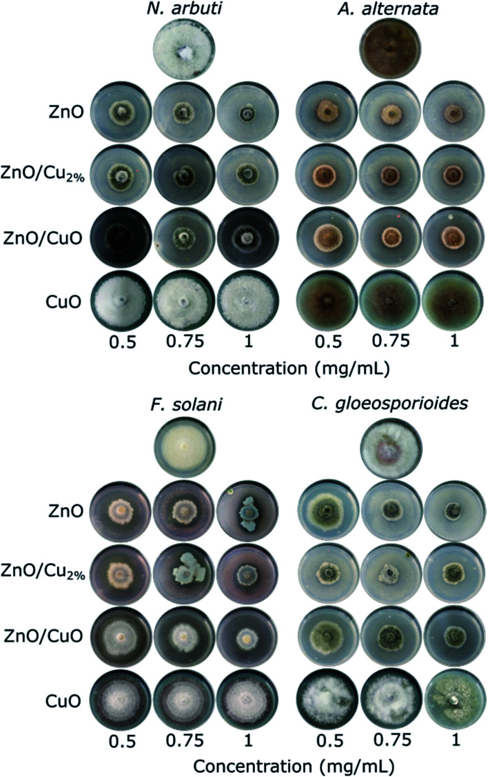 Fig. 7