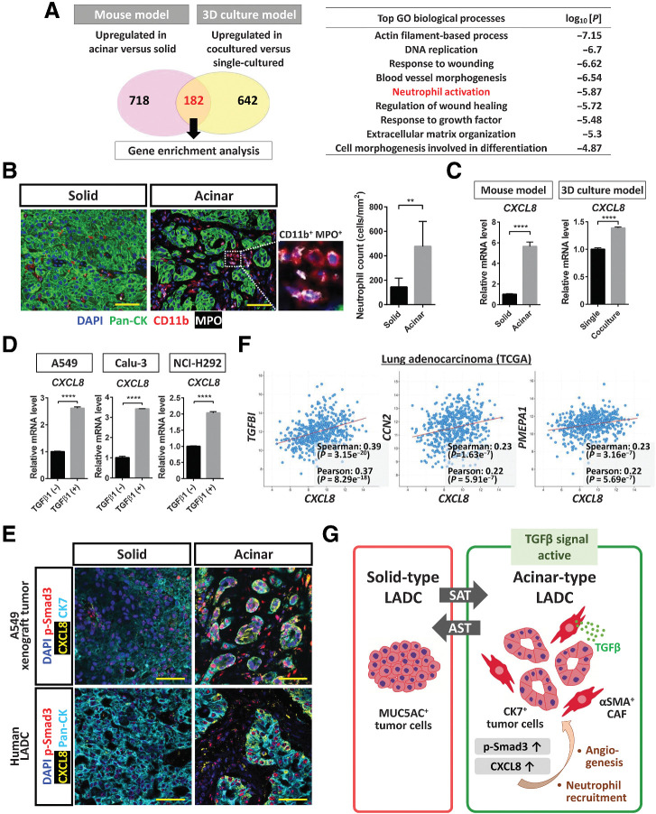 Figure 7. CXCL8 expression is upregulated by TGFβ-Smad3 signaling in acinar-type tumor cells. A, Enrichment analysis for genes whose expression was upregulated in acinar-type cells compared with solid-type cells in both the mouse xenograft and 3D culture models as determined from RNA-seq data (see Fig. 5A). The most significantly enriched GO terms for biological processes are listed together with the corresponding P values. B, Immunofluorescence staining for pan-CK (green), CD11b (red), and MPO (gray) in solid and acinar components of a pleural tumor formed after injection of A549 cells in immunodeficient mice. Nuclei were stained with DAPI (blue). Scale bars, 50 μm. The number of neutrophils (CD11b+MPO+ cells) in solid or acinar components of the tumor tissue was also quantified, with the presented data being means + SD from three independent experiments. **, P < 0.01 (unpaired two-tailed Student t test). C, RT and real-time PCR analysis of CXCL8 expression in solid- or acinar-type tumor cells isolated from A549 pleural tumor tissue or from A549 colonies cultured in the absence or presence of CAFs. Data were normalized by the amount of HPRT1 mRNA, are expressed relative to the corresponding value for solid-type tumor cells or single-cultured tumor cells, and are means + SD of triplicates. Each sample was pooled from three mice in one experiment. ****, P < 0.0001 (unpaired two-tailed Student t test). D, RT and real-time PCR analysis of CXCL8 expression in A549, Calu-3, and NCI-H292 lung cancer cells cultured in the absence or presence of TGFβ1 (2 ng/mL) for 48 hours. Data were normalized by the amount of HPRT1 mRNA, are expressed relative to the corresponding value for cells cultured in the absence of TGFβ1, and are means + SD from three independent experiments. ****, P < 0.0001 (unpaired two-tailed Student t test). E, Immunofluorescence staining for CK7 or pan-CK (cyan), for p-Smad3 (red), and for CXCL8 (yellow) in solid and acinar components either of an A549 pleural tumor (top) or of a human LADC tumor (bottom). Nuclei were stained with DAPI (blue). Scale bars, 50 μm. The image of the A549 xenograft tumor is representative of three independent experiments, and one human LADC tumor was examined. F, Relationship between CXCL8 and TGFBI, CCN2, or PMEPA1 expression levels determined from RNA-seq data for 566 LADC tumors in TCGA. Spearman and Pearson correlation coefficients are indicated. G, LADC cells form tumors with distinct histological features, including MUC5AC-expressing solid-type and CK7-expressing acinar-type tumors. In a manner dependent on the tumor microenvironment, these two types of tumor can undergo interconversion. αSMA-positive CAFs surrounding LADC cells induce the formation of acinar tumor tissue by eliciting TGFβ–Smad3 signaling and consequent SAT in the tumor cells. Activation of TGFβ signaling also contributes to upregulation of CXCL8 expression in LADC cells, which has the potential to lead to changes in the tumor microenvironment, including the induction of angiogenesis and the recruitment of neutrophils into the tumor tissue.