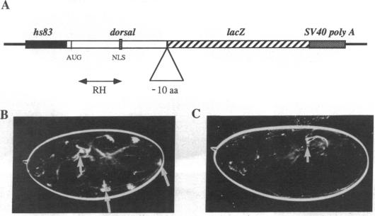 graphic file with name pnas01091-0023-a.jpg