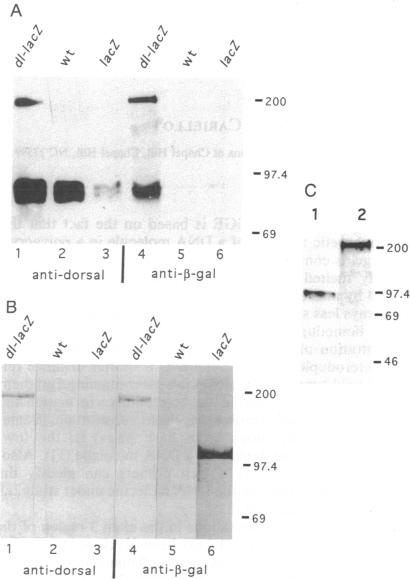 graphic file with name pnas01091-0025-a.jpg