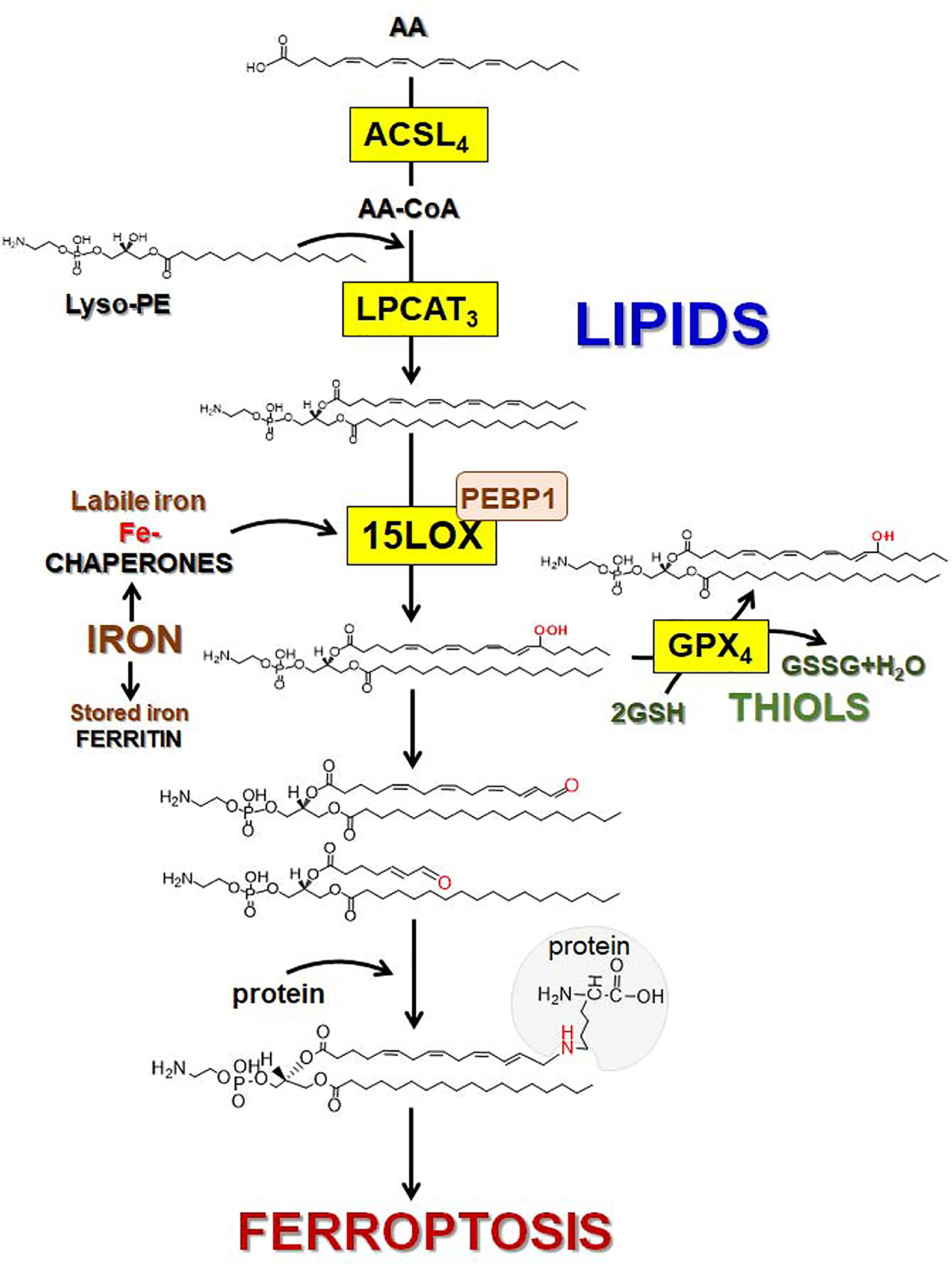 Fig. 6.