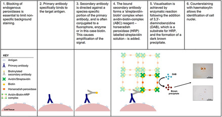 graphic file with name JSP2-3-e1098-g003.jpg