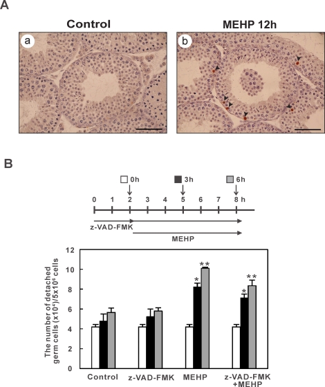 FIG. 8.