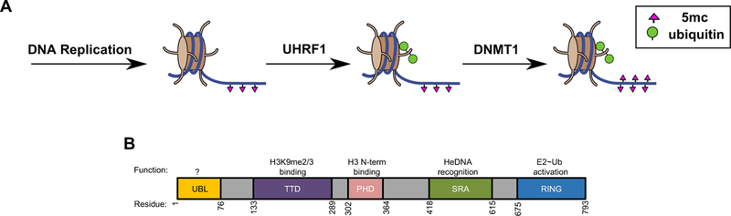 Figure 1 |