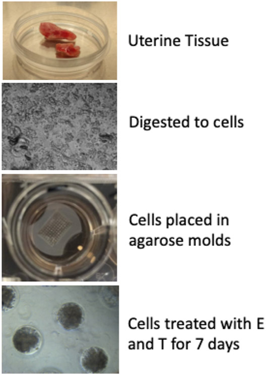 Figure 1: