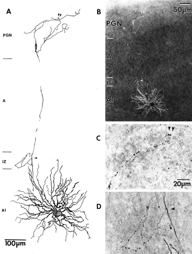 Fig. 11.