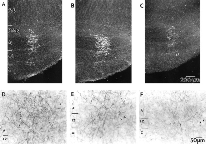 Fig. 12.