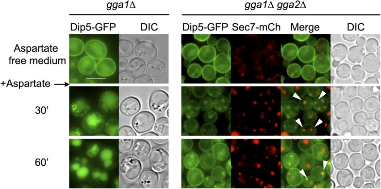 Figure 4—figure supplement 9.