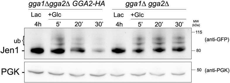 Figure 5—figure supplement 1.