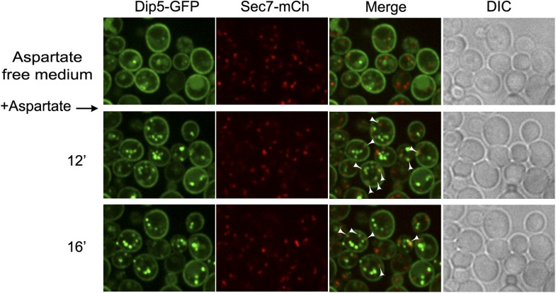 Figure 4—figure supplement 8.