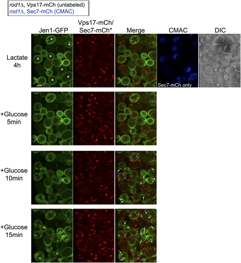 Figure 4—figure supplement 4.