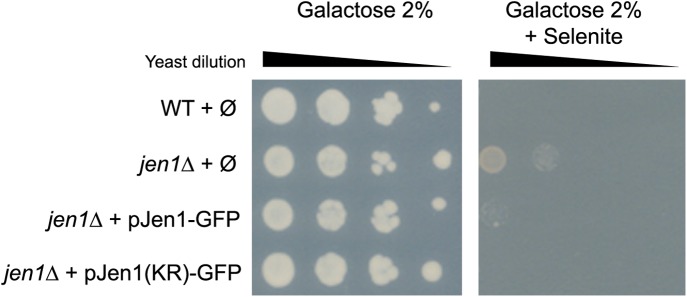 Figure 2—figure supplement 1.