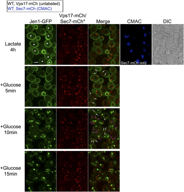 Figure 4—figure supplement 2.