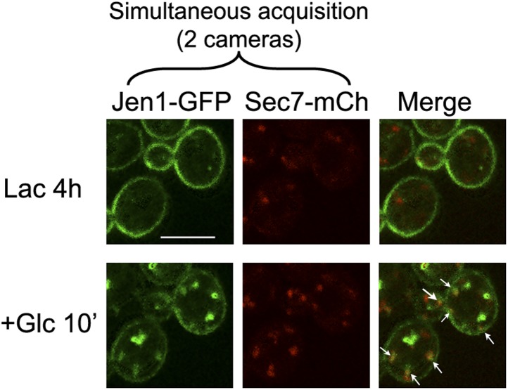 Figure 4—figure supplement 3.