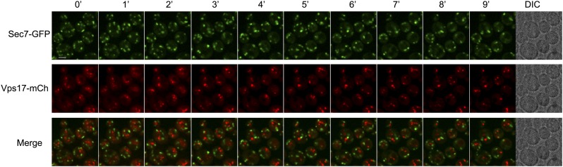 Figure 4—figure supplement 1.