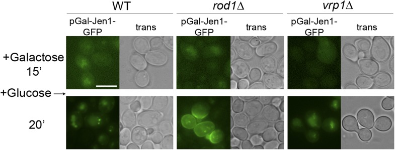 Figure 7—figure supplement 1.