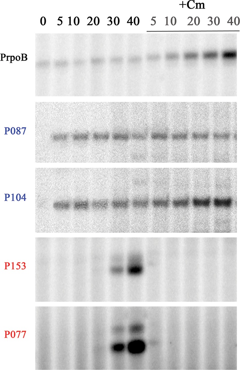 FIG 5 