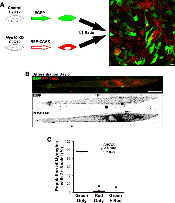 Figure 3—figure supplement 2.