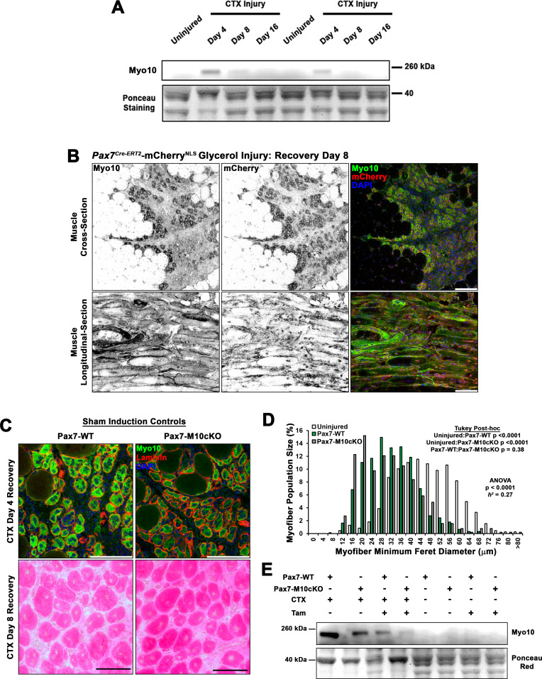 Figure 4—figure supplement 1.