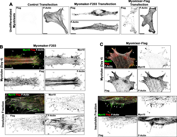 Figure 5—figure supplement 2.