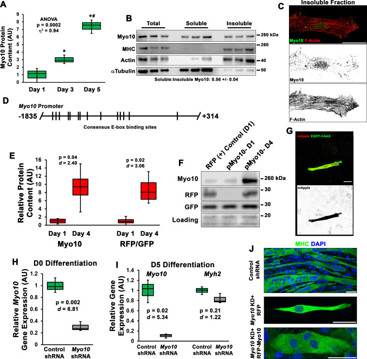 Figure 2—figure supplement 1.