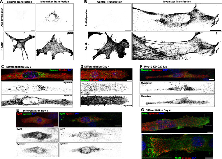 Figure 5—figure supplement 1.