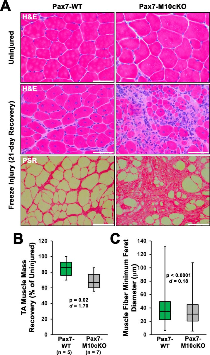 Figure 4—figure supplement 2.