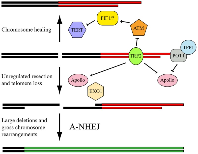 FIGURE 3