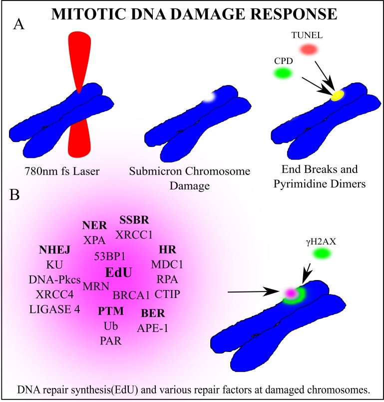 Fig 11