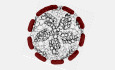 graphic file with name EMBR-23-e55393-g005.jpg