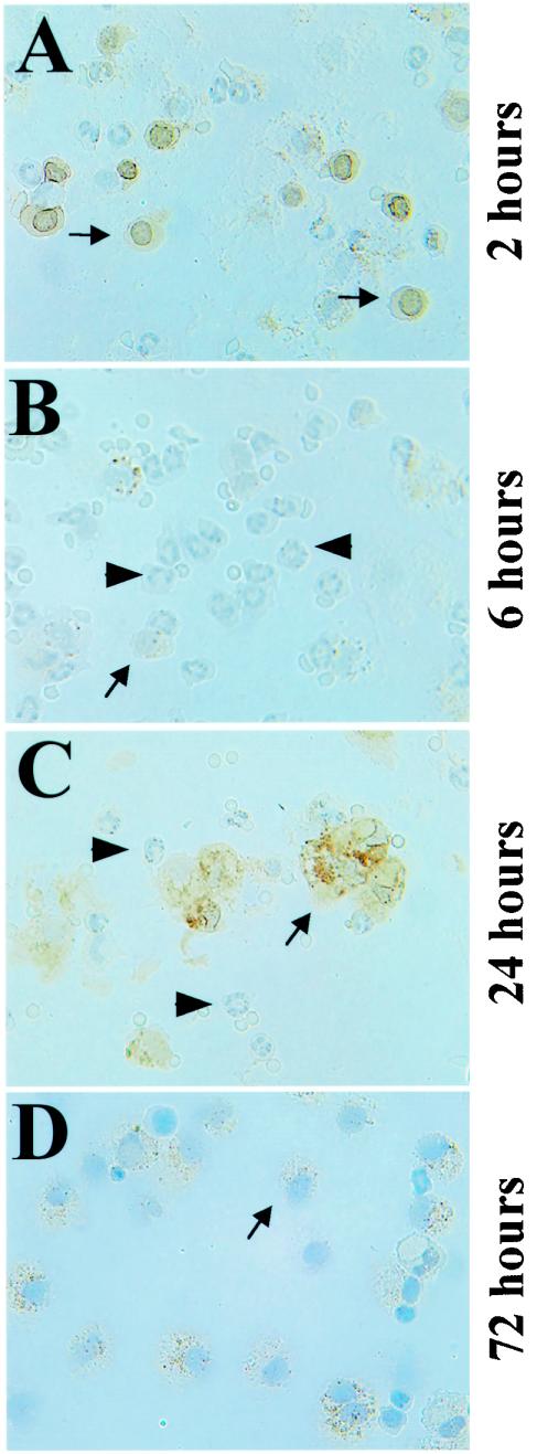 FIG. 2.