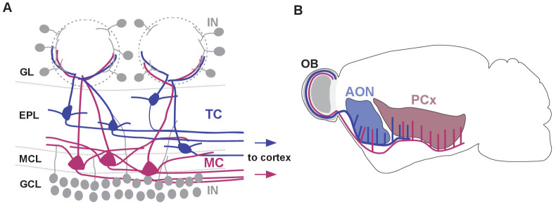 Figure 1—figure supplement 1.