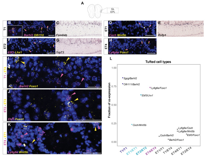 Figure 3—figure supplement 2.