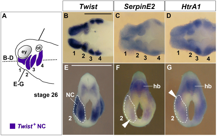 Figure 1—figure supplement 1.