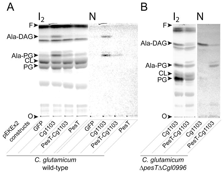 Fig. 5