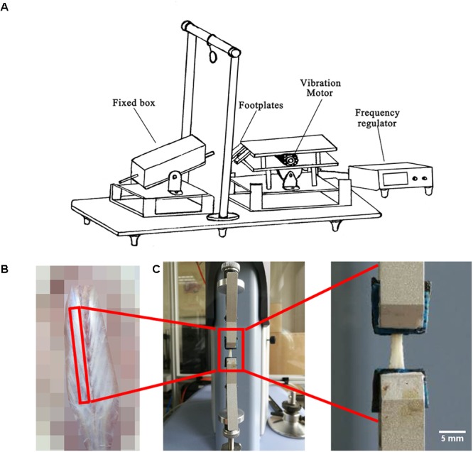 FIGURE 1