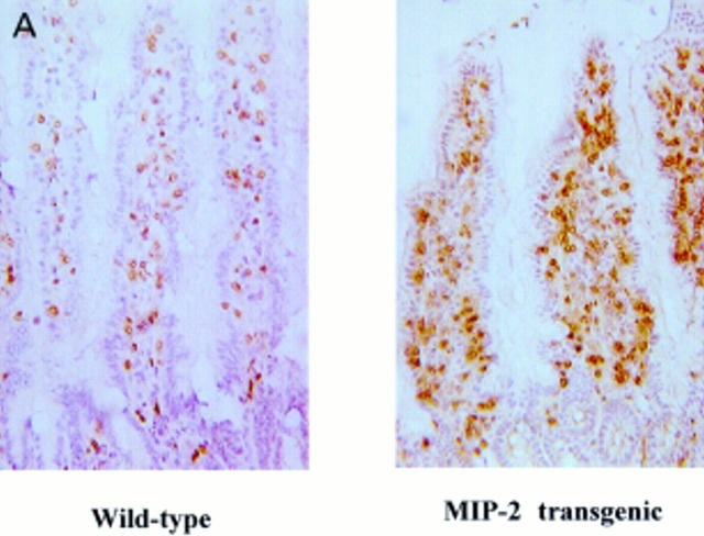 Figure 4  