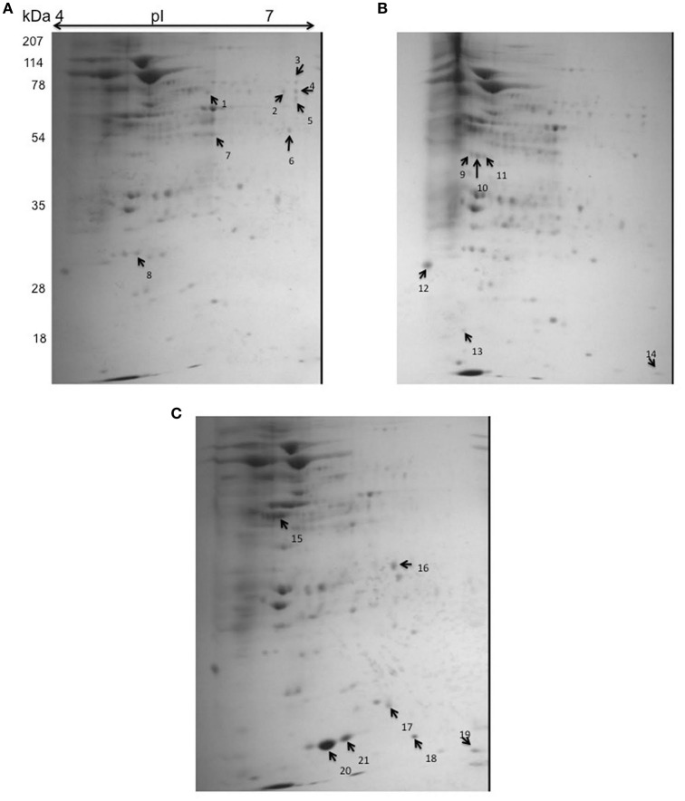 Figure 7