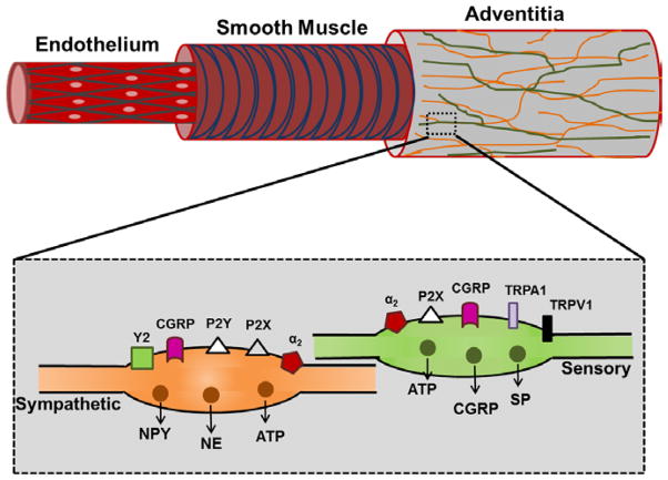 Perivascular innervation: A multiplicity of roles in vasomotor control ...