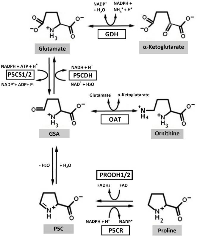 FIGURE 1