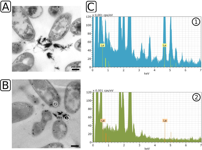 FIG 1