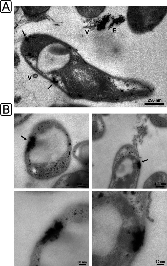 FIG 3