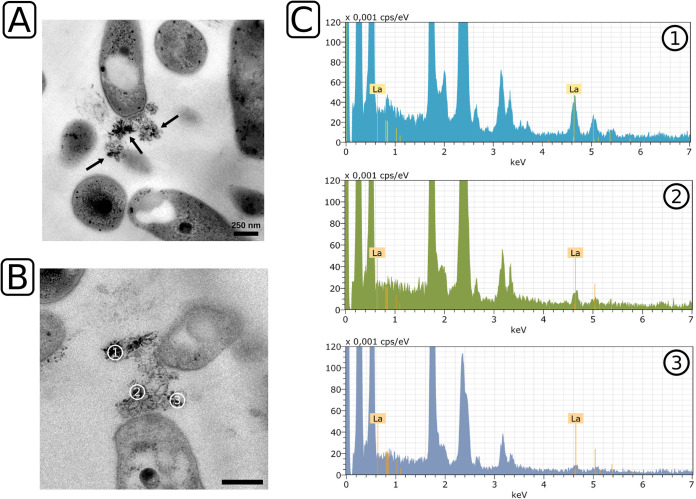 FIG 2