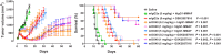 Figure 7. Therapeutic synergy by combining GSK2857916 and an agonist anti-OX86 antibody. Therapeutic efficacy (left) and survival (right) in C57BL/6 mice bearing EL4-hBCMA tumors. Animals were treated intraperitoneally when tumors reached approximately 150 to 200 mm3 with GSK2857916 or hIgG1-MMAF at 10 mg/kg and/or a mouse anti-OX86 IgG2a or IgG2a isotype antibody at 0.2, 1, and 5 mg/kg, plus saline control, all twice a week for 3 weeks, as indicated. Efficacy data expressed as mean tumor volume ± SEM over time. Kaplan–Meier survival in percentage, significant P values by a standard log-rank test (P < 0.05; n = 10 mice/group) provided for the combination against the first or second single agent listed, respectively.