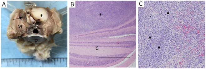 Fig. 6.