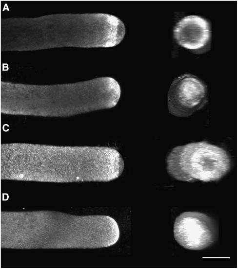 Figure 7.