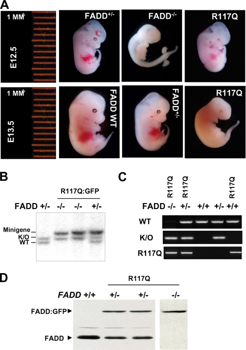 FIGURE 4.